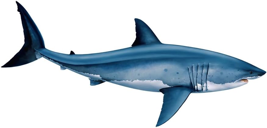 Great White Shark Porcelain Swimming Pool Mosaic (38" x 20" with Shadow)