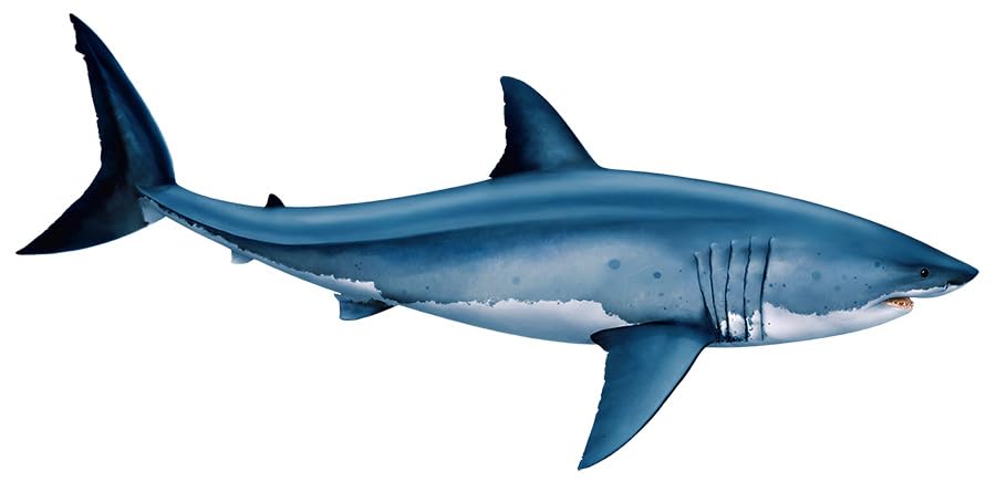 【レア即完売品】H&O SC WING TOP 50 / SHARK サメ レア即完売品】H&O SC WING TOP 50 / SHARK サメ Great White