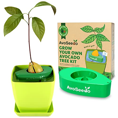 AvoSeedo Bowl Set Grow Your Own Avocado Tree