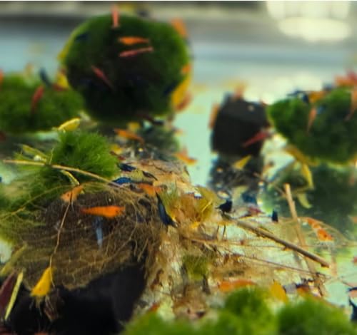 Image of Swimming Creatures Freshwater Aquarium Shrimp - A Perfect Combo to Brighten Your Aquarium! (20 Mixed + Shrimp Habitat Mix)