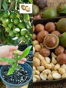 Macadamia Nut Variety Fruit Live Plants & Tree(1 healthy plant) a27 (B0DFDVSZB1) Amazon Price History, Amazon Price Tracker