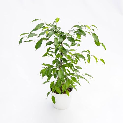 Pianta vera di Ficus benjamina Danita - - Fico piangente 'Danita' - diametro vaso Ø 22 cm