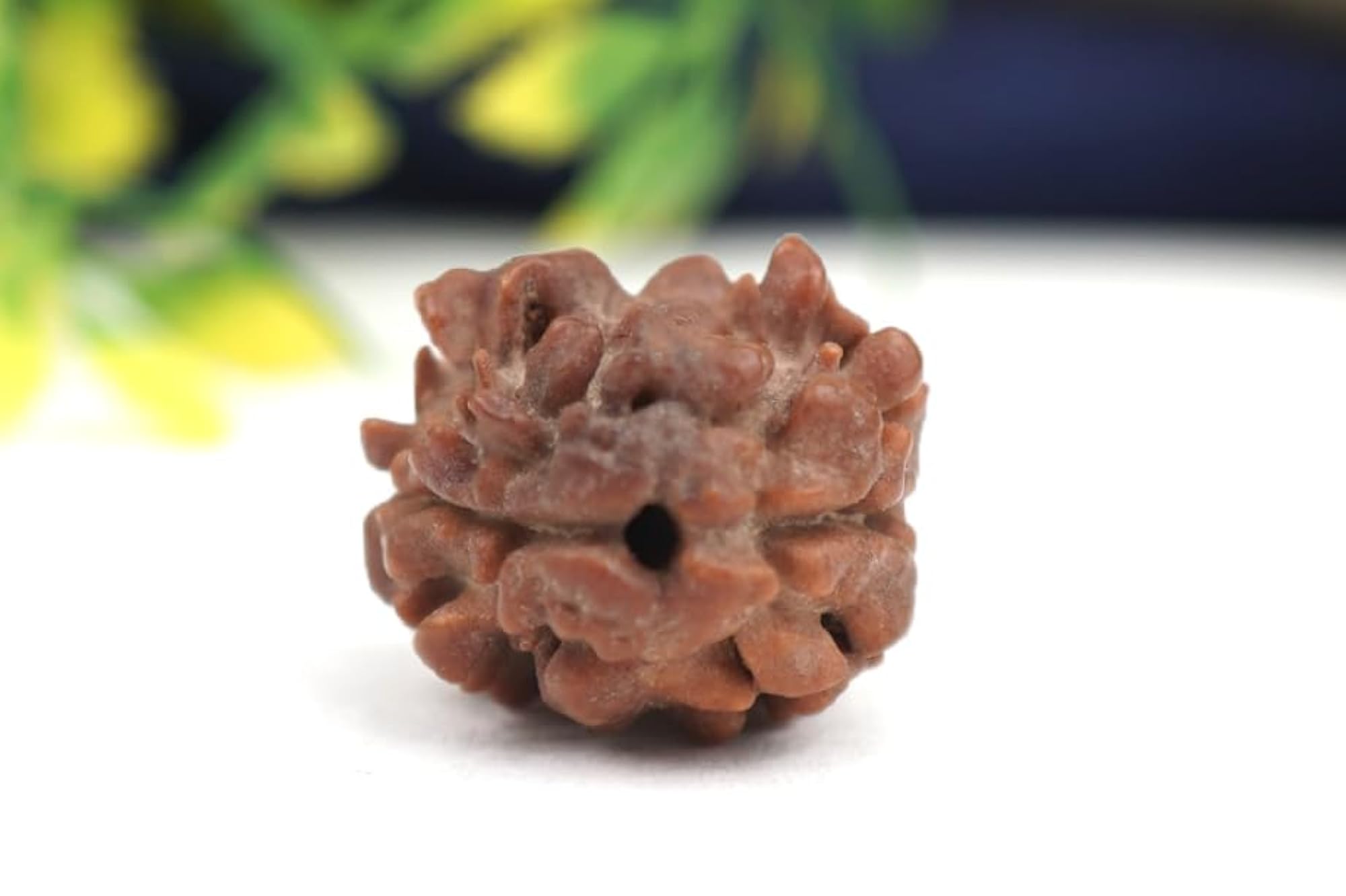2 Face Rudraksha Original Certified Blessed with Lord Shiva & Mata Parvati