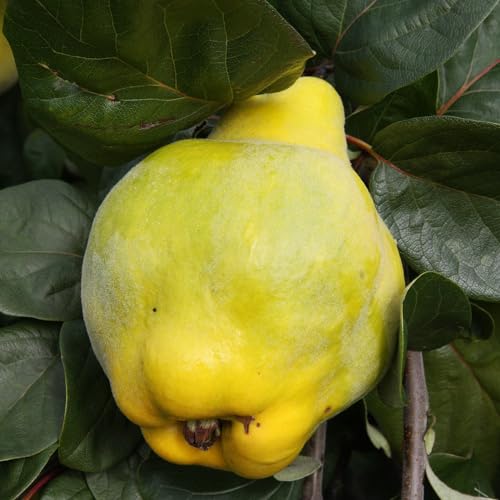 Plant Theory 1.2m Quince Meech's Prolific Outdoor Fruit Tree Bare Root QA Rootstock