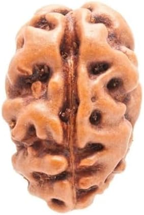 2 Mukhi Indonesian Rudraksha दो मुखी रुद्राक्ष ओरिजिनल नेपाली Two|2 Face Rudraksha IGL Certified Oval Do Mukhi Rudraksh Pendant for Jap