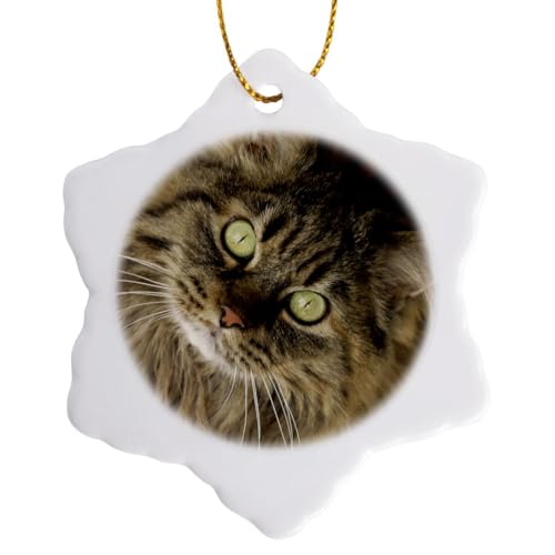 3dRose Maine Coon cat, Santa Fe, New Mexico - US32 JMR0448 - Julien McRoberts 3 inch Snowflake Porcelain Ornament