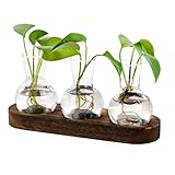 Design a bocca larga: il vaso per la propagazione 'acqua è dotato di una fioriera in a bocca larga, che consente un facile inserimento di talee di piante fornendo stesso ampio spazio per le esigenze dei coltivatori di piante acquatiche; questo design promuove efficienti funzionalità di monitoraggio 'avanzamento del radicamento, migliorando l'attrattiva del contenitore decorativo per piante in soggiorni o uffici