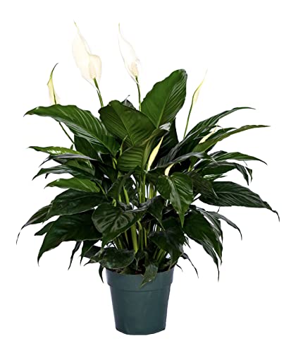 Your New Best Friend &ndash; The Lush Peace Lily Plant