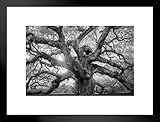 Poster Foundry Angel Oak Tree Monochrome Charleston South Carolina Black White Nature Forest Matted...