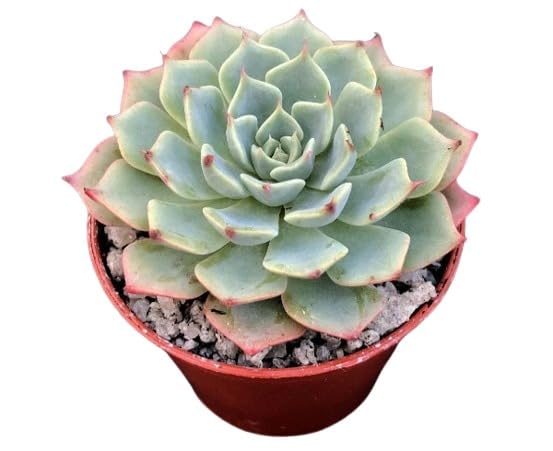 Live Root (Don't Purchase) (Sumit Greenery is a Fake Seller. Do not buy this plant from him) Original Seller is India sale Mart) Echeveria brevifolia Succulent Live Plant Laxmi Kamal/Vishnu Kamal/