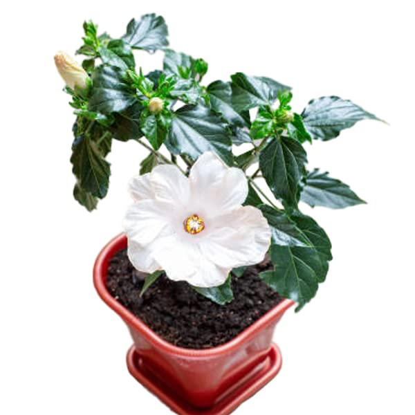 Go4plants White Hibiscus Live Flower Plant with Pot (B0B2DZKWQD) Amazon Price History, Amazon Price Tracker