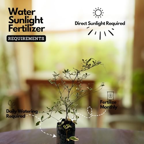 Hug A Plant | Terminalia Variegated Ornamental Live Plant (Home & Garden)