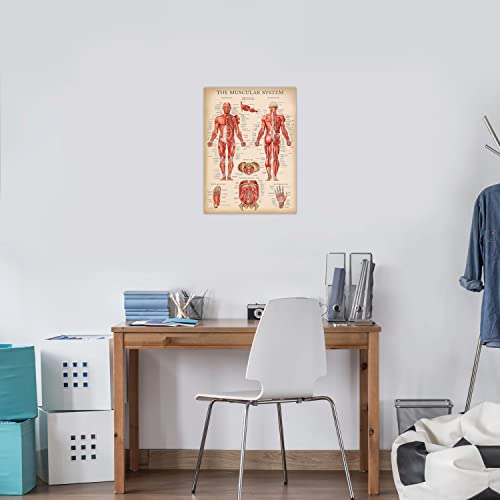 Palace Learning 3 Pack - Vintage Muscle + Skeleton + Nervous System Anatomy Poster Set - Muscular and Skeletal System Anatomical Charts - Laminated 18" x 24" by Palace Learning - Image 5