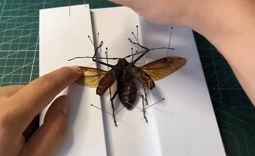 Herstellung von Insektenproben Werkzeug Kit, Insektenstiften, Insektenstiften Brett, Flügel Presspapier, Pinzette, Schere, Insekt Vitrine, Insektensammlung für Bug Hobbyist/Biologie Projekte