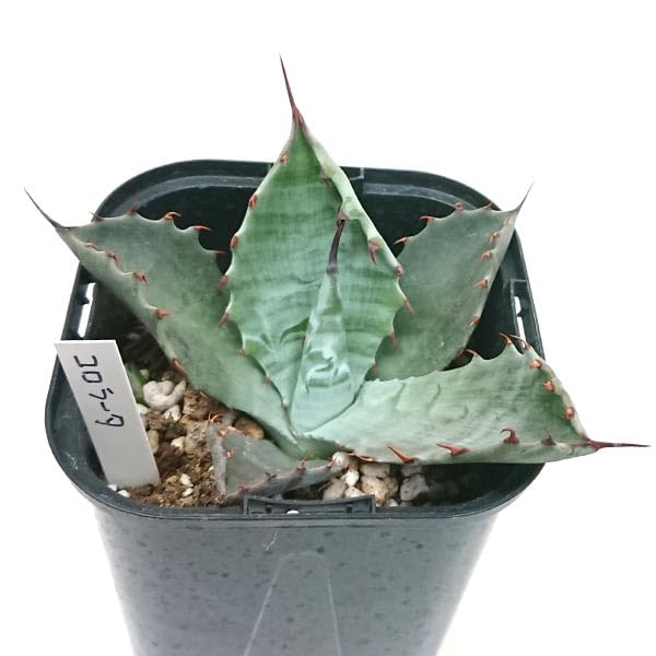 Amazon｜アガベ コロラータ リュウゼツラン Agave parryi