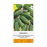 Zalia stotele | PEPINILLOS BERLIOZ H des Graines | Semillas de hortalizas | Semillas pepinillos | Semillas de plantas | Semillas de jardín | 1 paquete