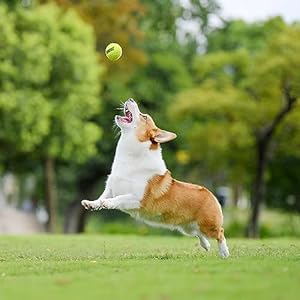 Teloon pet dog playing balls2 5 inch interactive dog tennis ballspet safe dog ball dog tennis balls for exercise  training12 count mesh carry bag pet blue 4pcs   cucciolini doodles