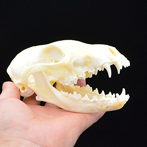 Hot Fox Skull Taxidermy Supplies Art Bone Vet Medicine 1:1 #TOP3