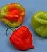 *Seeds and Things Sweet Pepper or Aji Dulce 25+ Qty Pack Capsicum Chinense Organic- Non GM