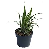 Panda Pots 50 Plant Pots - 4 Inch - 100% Recycled Plastic - Made in USA - Strong, Reusable Trade; (Green)