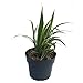 Panda Pots 50 Plant Pots - 4 Inch - 100% Recycled Plastic - Made in USA - Strong, Reusable Trade; (Green)