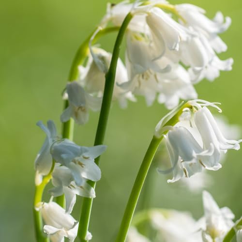 semi di campanula - resistenti balcone giardino appartamento rare roccioso 150pcs