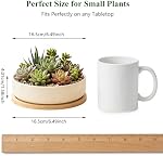 ZOUTOG Succulent Pots,6 Inch Succulent Planters with Drainage and Tray,White Ceramic Planters for Indoor Plants,Round Flower Plant Pots,Pack of 2