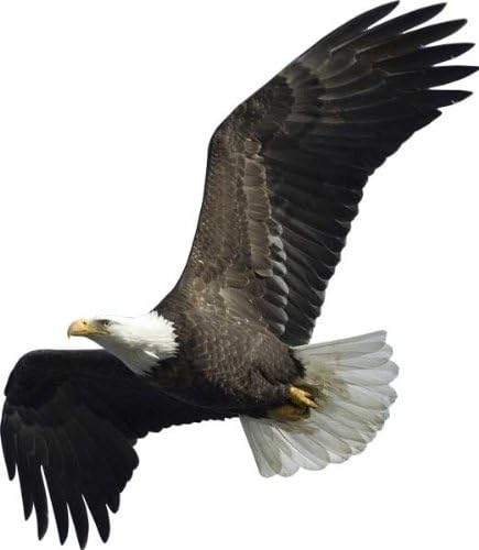 Soaring Eagle Wall Decal Cutout
