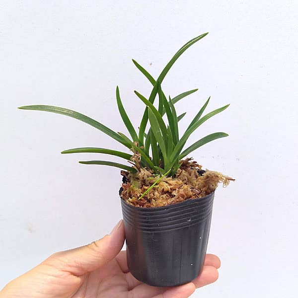 風蘭です 手のひらサイズくらいですね imgrc0130514469.jpg