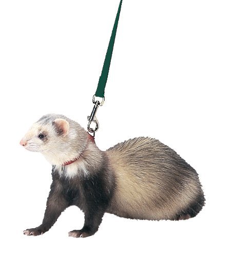 Marshall Ferret Harness and Lead, Teal by Marshall Pet Products