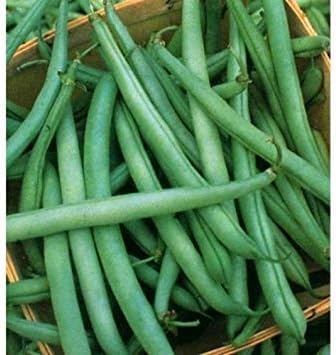 Amazon Co Jp テネシーグリーンポッドブッシュビーンズノンgmoガーデン野菜豆マメ科種子 ホーム キッチン