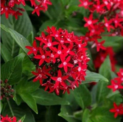 See full amazon price history chart for GREEN LINE Pentas Red Live Plant (Pack of 1) GREEN LINE Pentas Red Live Plant (Pack of 1) (B0BF48NT8N) Amazon Price History, Amazon Price Tracker