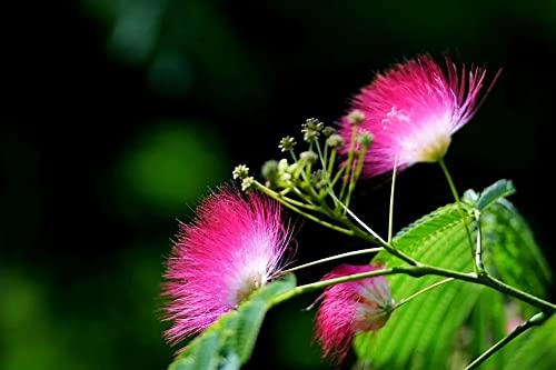 Albizia Julibrissin Tree Seeds Pink Silk Flower Plant Seeds 25 Seeds #TOP3