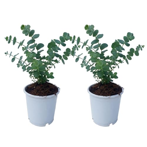 Plant in a Box - Eucalyptus Pulverulenta'Baby Blue' - Set de 2 - Maceta 12cm - Altura 25-40cm