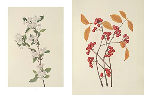 Wild Flowers of North America: Botanical Illustrations by Mary Vaux Walcott