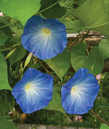 Burpee Heavenly Blue Morning Glory Seeds 150 Seeds #TOP4