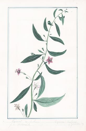 Lyciet de Barbarie - Lycium barbarum - Botanik botany / Blume flower / Pflanze plant