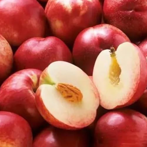 Nektarinenbaum pflanzendeko zimmerpflanze topfpflanzen balkon garten zwergobstbäume bio obstbaum hochbeet balkon dekopflanzen pfirsichbaum obstsamen gartenpflanzen winterharte 6samen