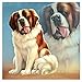 KykyNjynb Plein carré Diamant Broderie Saint Bernard Chien 5D Bricolage Diamant Peinture Point de Croix mosaïque Strass Autocollants Puzzles sans Cadre 30x30cm