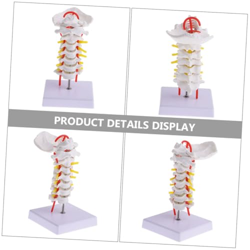 Modèle cervical anatomique PVC simulation enseignement vertèbres Cabilock - 6