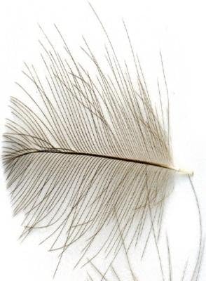 Veniards CDC NEW Feathers
