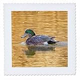 Square dimensions (in inches): 12 L x 12 W, image dimensions (in inches): 10 L x 10 W 100% poloyester; image is soft to touch. Made in USA Edges have pinking shear cut Image will not fade with washing. Image not a transfer, part of material