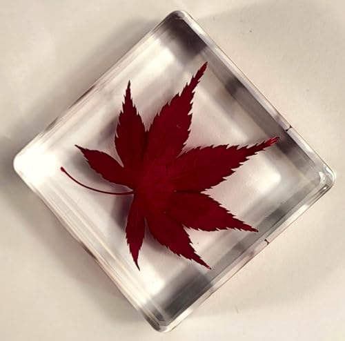 Image of 1.5 inch Real Red Japanese Maple Leaf in Crystal Clear Lucite Resin Specimen Dried Pressed Botanist Herb Herbarium Crafts Collection for Botany Science Education & Desk Ornament Display Supplies