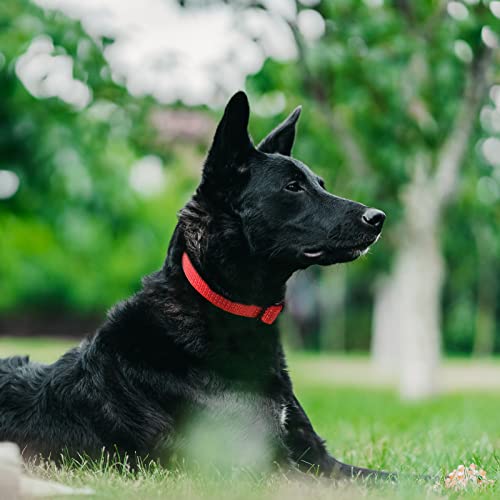 Image of Martingale Dog Collar, Reflective No Pull, Red, XS | Escape Proof without choking ,Training Collar with Quick Release Buckle, Adjustable Heavy Duty Nylon collars for S M L Dogs