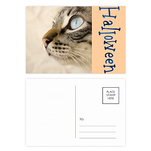 Cartes postales Halloween chaton gris lot de 20 pour vos correspondances