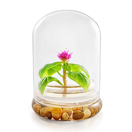 Live Flower Terrarium - Zero Care, Long Lasting Gift