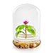Live Flower Terrarium, Zero Care, Great for Work, Home, Unique Gift! Long lasting