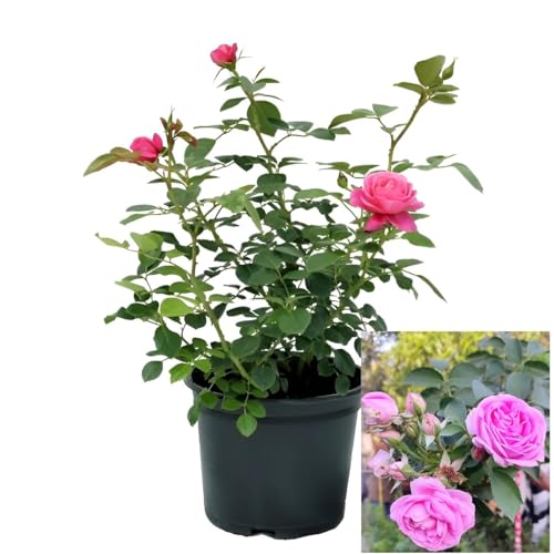 Image of Beautiful Home Garden Climbing Pink Rose Flower Tree Plant For Home Garden Outdoor Indoor Plant Natural and Organic (Without Pot)