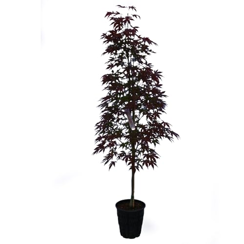 Twomblys Red Sentinel Japanese Maple, Upright Columnar Habit and Burgundy Leaves, 2 gal. Nursery Pot, 4–5 ft Tree Height (Ships to 48 States Including CA & AZ)