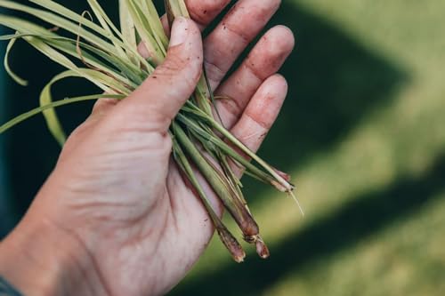 Image of Live Lemongrass Plant with Pot | Fresh Herbal Grass for Home Garden & Kitchen Use | Medicinal Plant for Natural Remedies, Tea & Cooking | Indoor Outdoor Gardening | Pack of 1